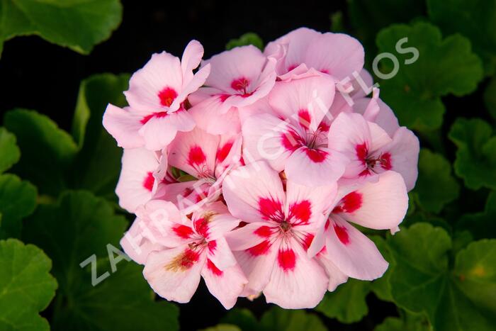 Muškát, pelargonie páskatá klasická 'Pink Rose' - Pelargonium zonale 'Pink Rose'