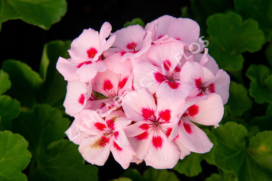 Muškát, pelargonie páskatá klasická 'Pink Rose' - Pelargonium zonale 'Pink Rose'