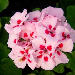 Muškát, pelargonie páskatá klasická 'Pink Rose' - Pelargonium zonale 'Pink Rose'