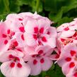 Muškát, pelargonie páskatá klasická 'Pink Rose' - Pelargonium zonale 'Pink Rose'