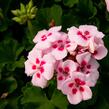 Muškát, pelargonie páskatá klasická 'Pink Rose' - Pelargonium zonale 'Pink Rose'