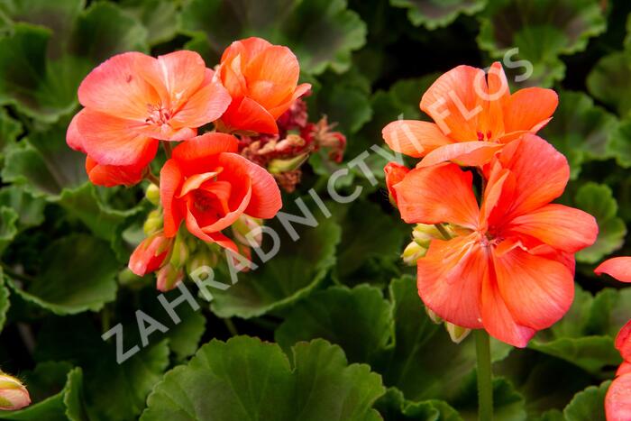 Muškát, pelargonie páskatá klasická 'Salmon' - Pelargonium zonale 'Salmon'