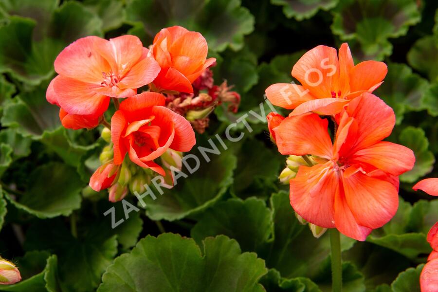 Muškát, pelargonie páskatá klasická 'Salmon' - Pelargonium zonale 'Salmon'