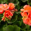 Muškát, pelargonie páskatá klasická 'Salmon' - Pelargonium zonale 'Salmon'