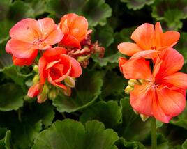 Muškát, pelargonie páskatá klasická 'Salmon'