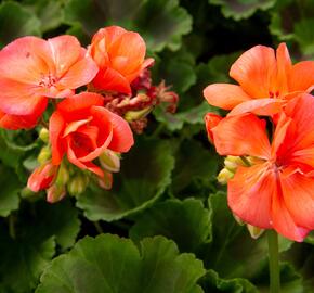 Muškát, pelargonie páskatá klasická 'Salmon' - Pelargonium zonale 'Salmon'
