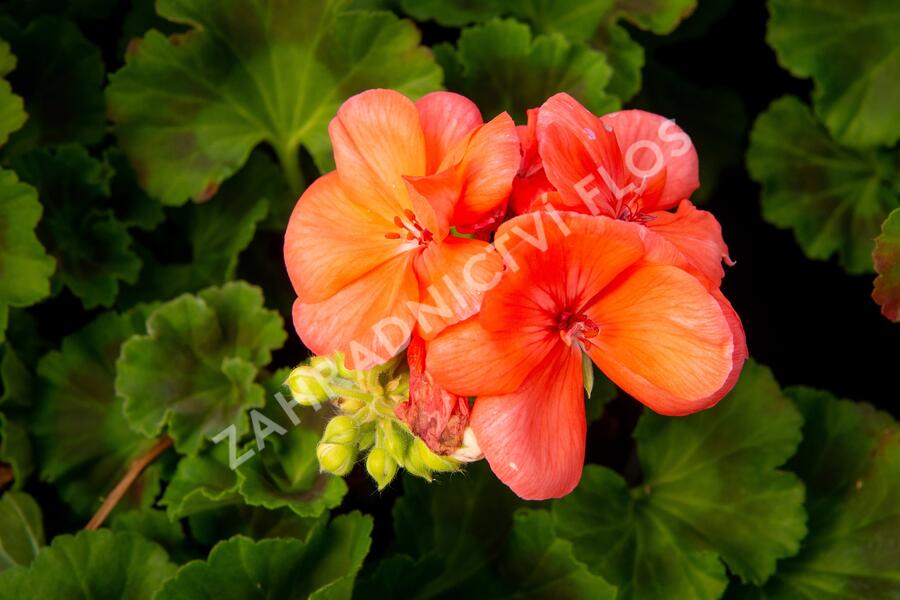 Muškát, pelargonie páskatá klasická 'Salmon' - Pelargonium zonale 'Salmon'
