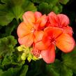 Muškát, pelargonie páskatá klasická 'Salmon' - Pelargonium zonale 'Salmon'