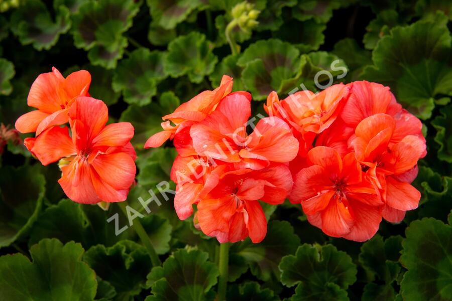 Muškát, pelargonie páskatá klasická 'Salmon' - Pelargonium zonale 'Salmon'