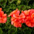 Muškát, pelargonie páskatá klasická 'Salmon' - Pelargonium zonale 'Salmon'