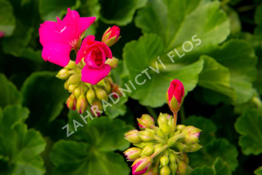 Muškát, pelargonie páskatá klasická 'Soft Pink' - Pelargonium zonale 'Soft Pink'