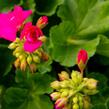 Muškát, pelargonie páskatá klasická 'Soft Pink' - Pelargonium zonale 'Soft Pink'