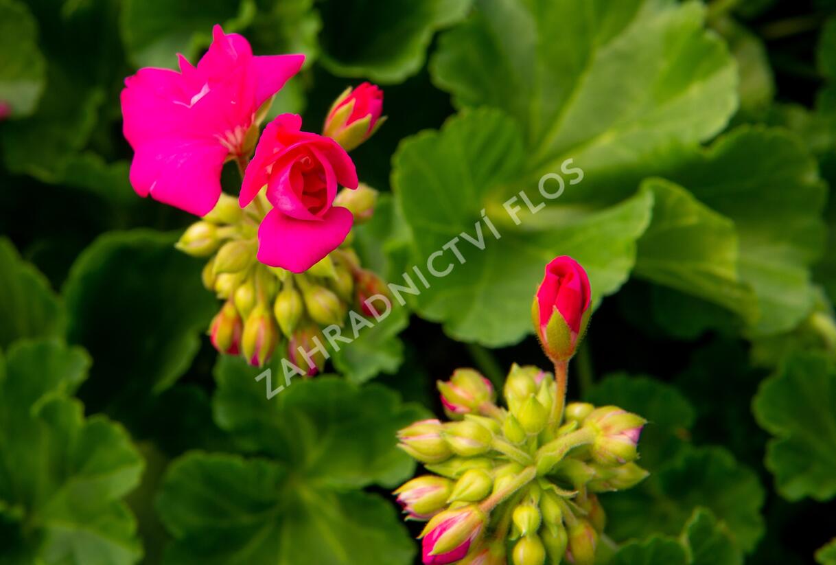 Muškát, pelargonie páskatá klasická 'Soft Pink' - Pelargonium zonale 'Soft Pink'