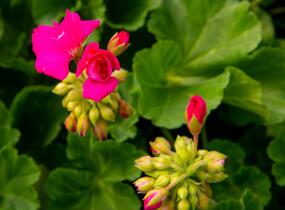 Muškát, pelargonie páskatá klasická 'Soft Pink' - Pelargonium zonale 'Soft Pink'