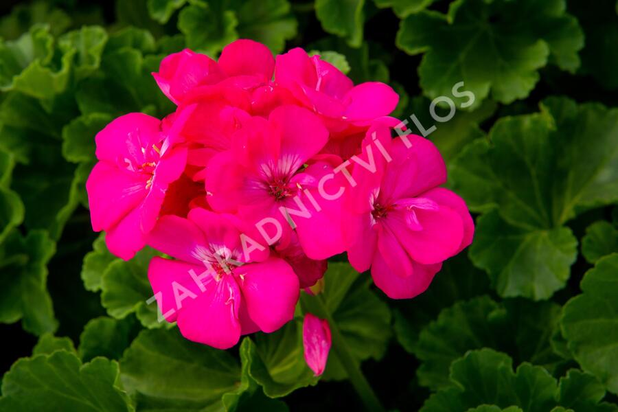 Muškát, pelargonie páskatá klasická 'Soft Pink' - Pelargonium zonale 'Soft Pink'