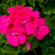 Muškát, pelargonie páskatá klasická 'Soft Pink' - Pelargonium zonale 'Soft Pink'