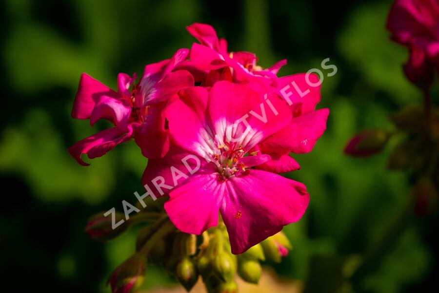 Muškát, pelargonie páskatá klasická 'Violet' - Pelargonium zonale 'Violet'