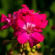 Muškát, pelargonie páskatá klasická 'Violet' - Pelargonium zonale 'Violet'