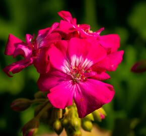 Muškát, pelargonie páskatá klasická 'Violet' - Pelargonium zonale 'Violet'