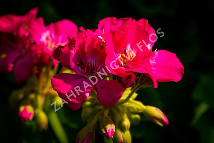 Muškát, pelargonie páskatá klasická 'Violet' - Pelargonium zonale 'Violet'