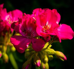Muškát, pelargonie páskatá klasická 'Violet' - Pelargonium zonale 'Violet'