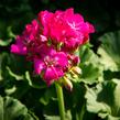 Muškát, pelargonie páskatá klasická 'Violet' - Pelargonium zonale 'Violet'