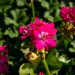 Muškát, pelargonie páskatá klasická 'Violet' - Pelargonium zonale 'Violet'