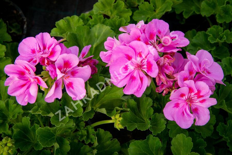 Muškát, pelargonie páskatá klasická 'Mauve' - Pelargonium zonale 'Mauve'