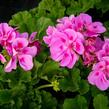 Muškát, pelargonie páskatá klasická 'Mauve' - Pelargonium zonale 'Mauve'