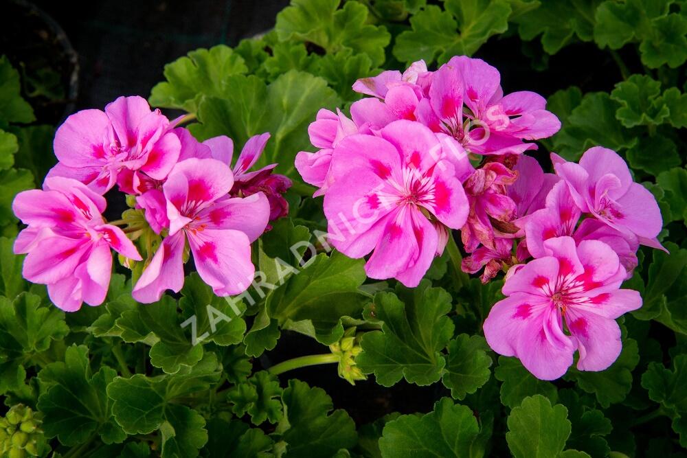 Muškát, pelargonie páskatá klasická 'Mauve' - Pelargonium zonale 'Mauve'