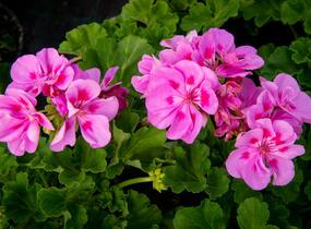 Muškát, pelargonie páskatá klasická 'Mauve' - Pelargonium zonale 'Mauve'