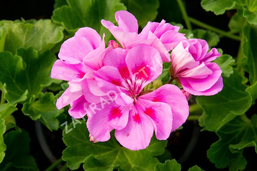 Muškát, pelargonie páskatá klasická 'Mauve' - Pelargonium zonale 'Mauve'
