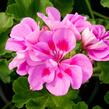 Muškát, pelargonie páskatá klasická 'Mauve' - Pelargonium zonale 'Mauve'