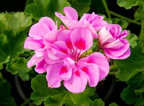 Muškát, pelargonie páskatá klasická 'Mauve' - Pelargonium zonale 'Mauve'