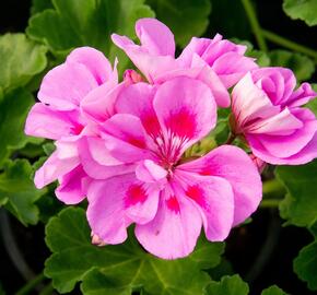 Muškát, pelargonie páskatá klasická 'Mauve' - Pelargonium zonale 'Mauve'