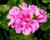 Muškát, pelargonie páskatá klasická 'Mauve'