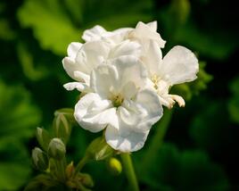 Muškát, pelargonie páskatá klasická 'White'
