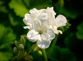 Muškát, pelargonie páskatá klasická 'White' - Pelargonium zonale 'White'