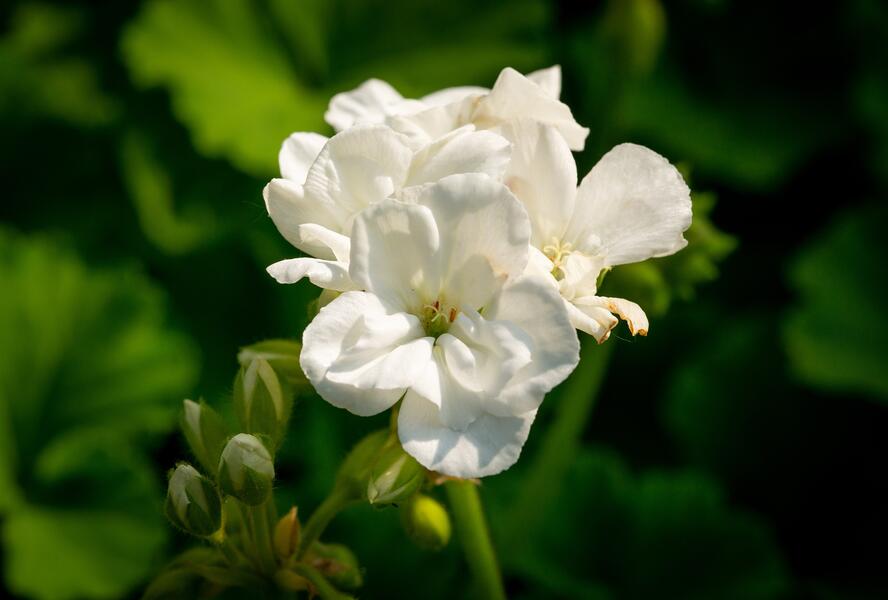 Muškát, pelargonie páskatá klasická 'White' - Pelargonium zonale 'White'