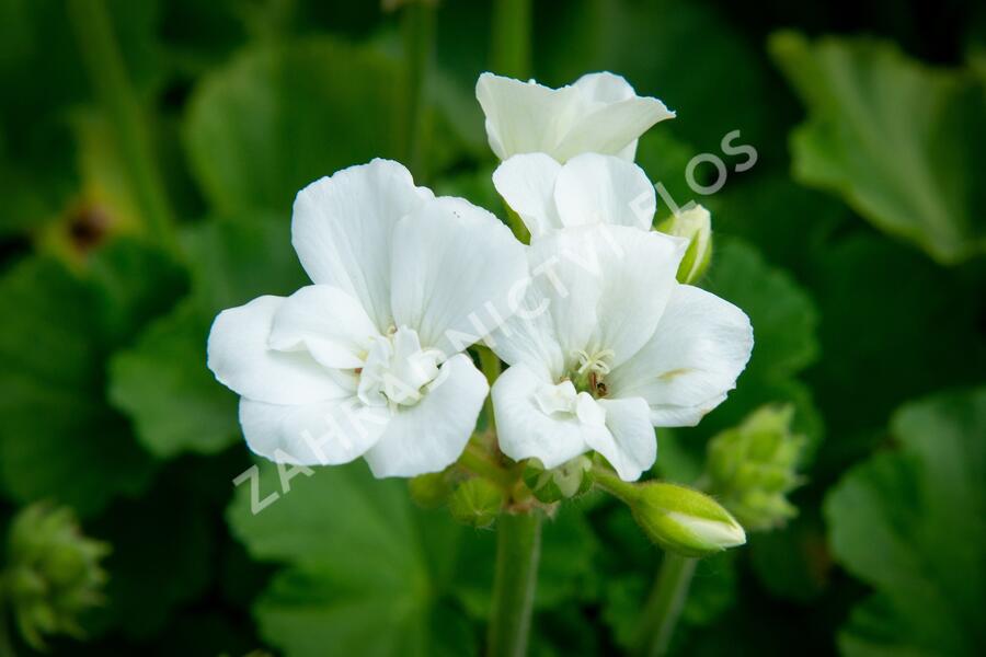 Muškát, pelargonie páskatá klasická 'White' - Pelargonium zonale 'White'