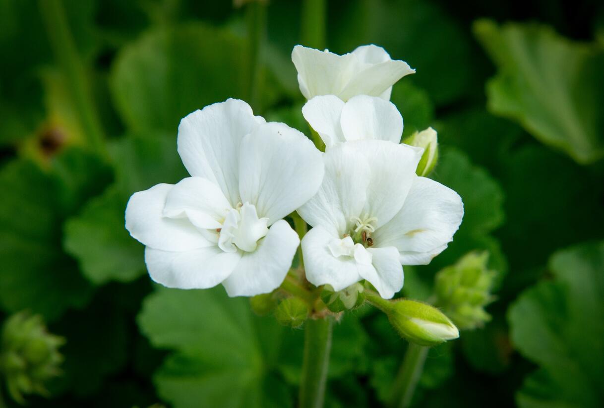 Muškát, pelargonie páskatá klasická 'White' - Pelargonium zonale 'White'