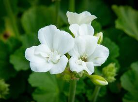 Muškát, pelargonie páskatá klasická 'White' - Pelargonium zonale 'White'