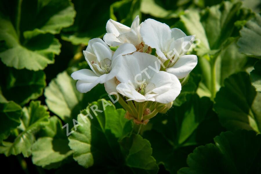 Muškát, pelargonie páskatá klasická 'White' - Pelargonium zonale 'White'