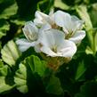 Muškát, pelargonie páskatá klasická 'White' - Pelargonium zonale 'White'