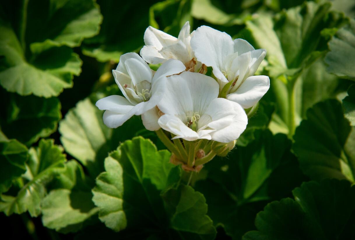 Muškát, pelargonie páskatá klasická 'White' - Pelargonium zonale 'White'