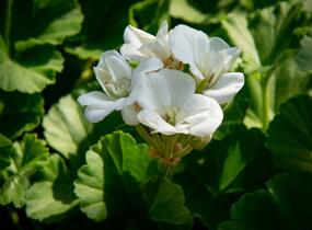 Muškát, pelargonie páskatá klasická 'White' - Pelargonium zonale 'White'