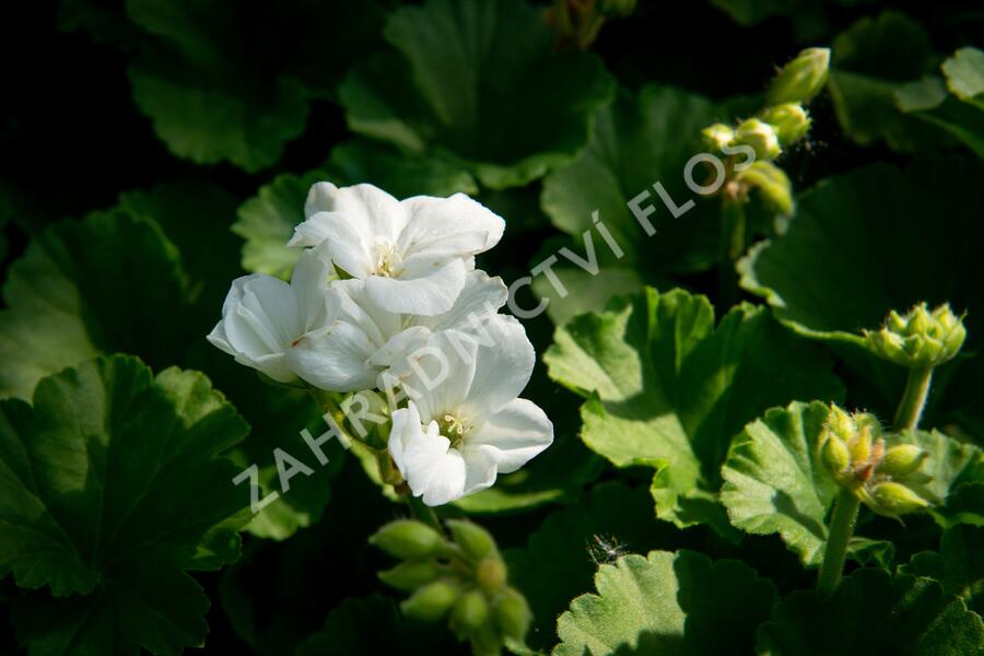 Muškát, pelargonie páskatá klasická 'White' - Pelargonium zonale 'White'