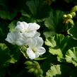Muškát, pelargonie páskatá klasická 'White' - Pelargonium zonale 'White'