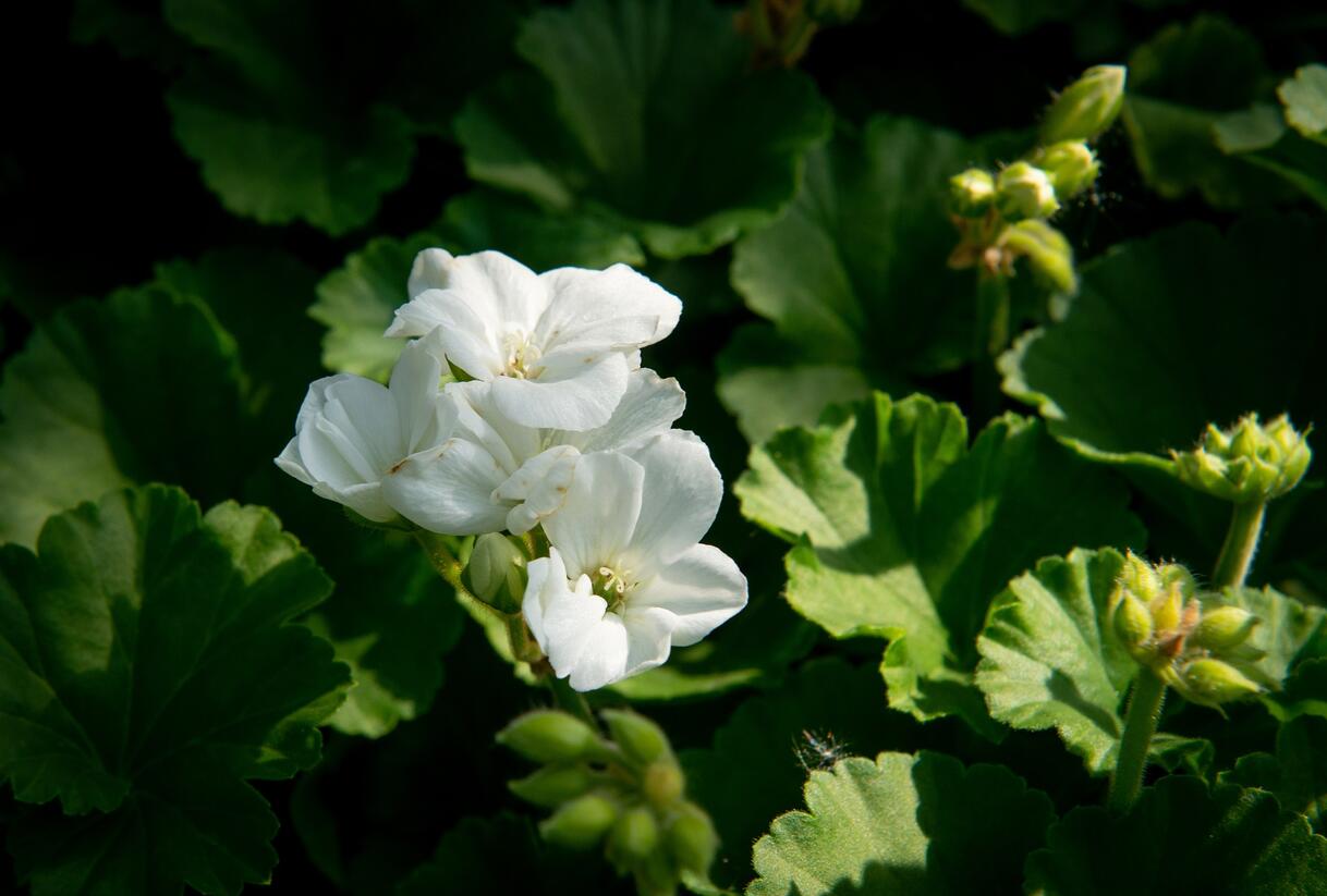Muškát, pelargonie páskatá klasická 'White' - Pelargonium zonale 'White'