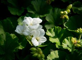 Muškát, pelargonie páskatá klasická 'White' - Pelargonium zonale 'White'